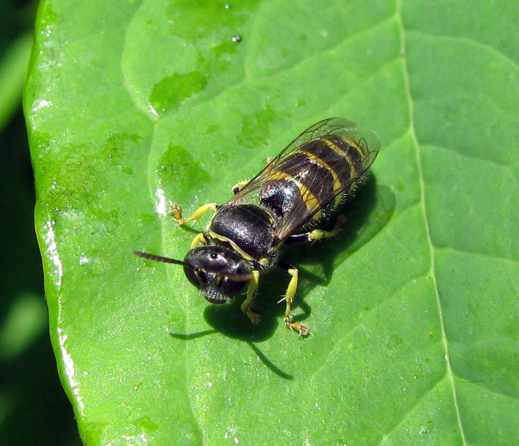 Bembecinus cfr. tridens (Crabronidae)